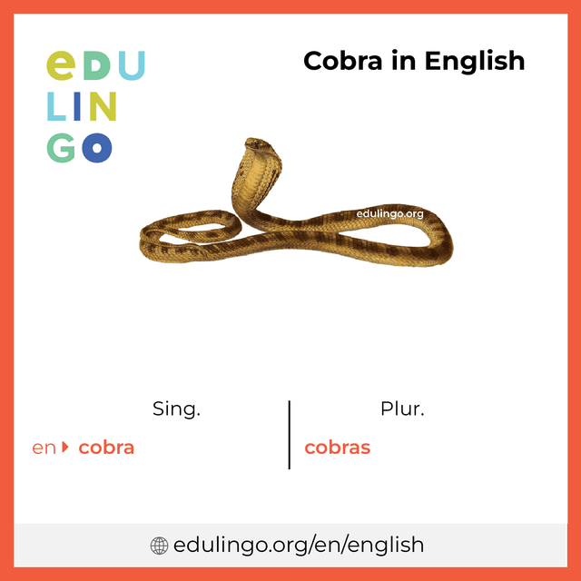 Cobra in English vocabulary picture with singular and plural for download and printing
