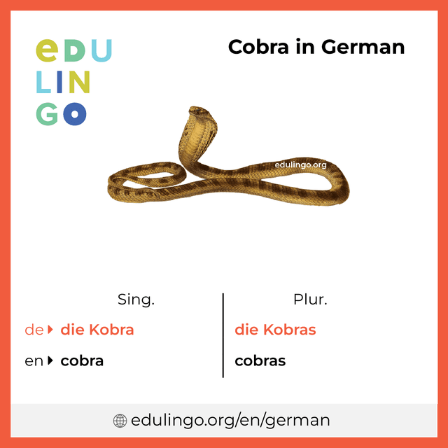 Cobra in German vocabulary picture with singular and plural for download and printing