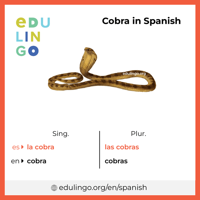 Cobra in Spanish vocabulary picture with singular and plural for download and printing