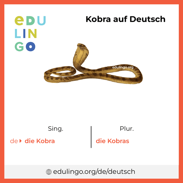 Kobra auf Deutsch Vokabelbild mit Singular und Plural zum Herunterladen und Ausdrucken