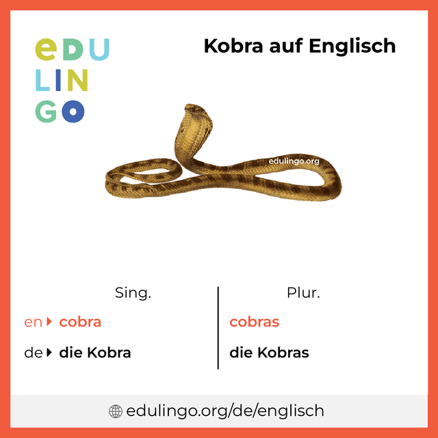 Kobra auf Englisch Vokabelbild mit Singular und Plural zum Herunterladen und Ausdrucken