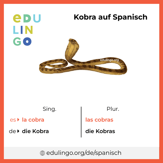 Kobra auf Spanisch Vokabelbild mit Singular und Plural zum Herunterladen und Ausdrucken