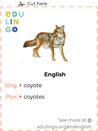 Coyote in English vocabulary flashcard for printing, practicing and learning