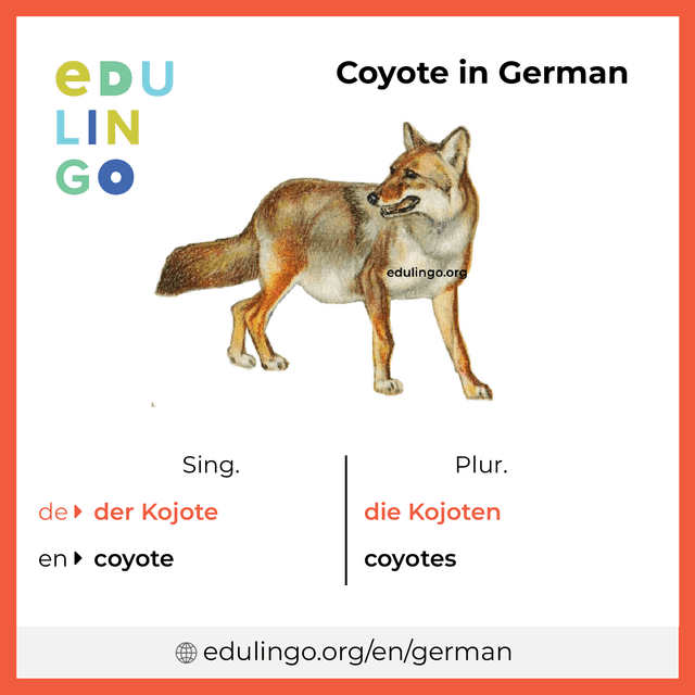 Coyote in German vocabulary picture with singular and plural for download and printing