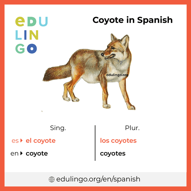 Coyote in Spanish vocabulary picture with singular and plural for download and printing