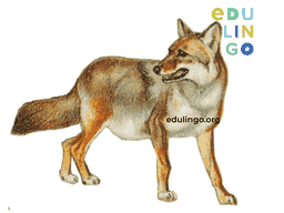 Thumbnail: Coyote in German