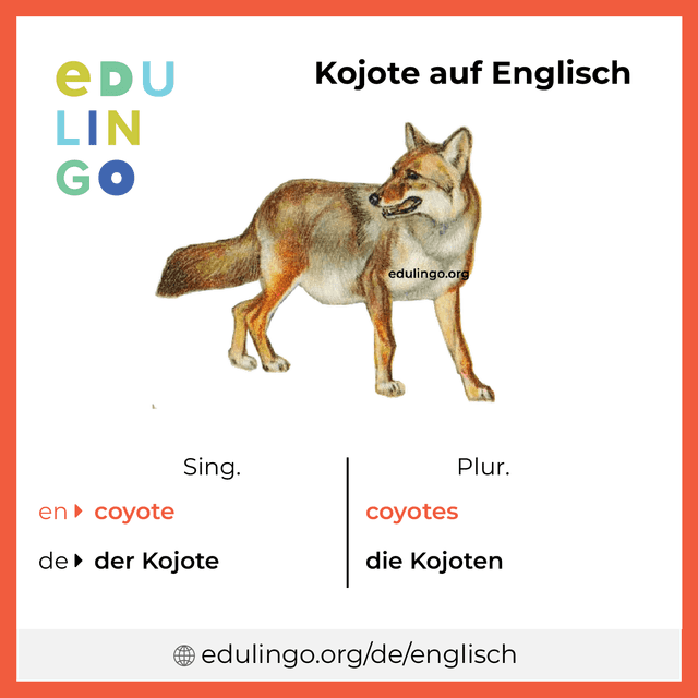 Kojote auf Englisch Vokabelbild mit Singular und Plural zum Herunterladen und Ausdrucken