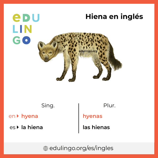 Imagen de vocabulario Hiena en inglés con singular y plural para descargar e imprimir