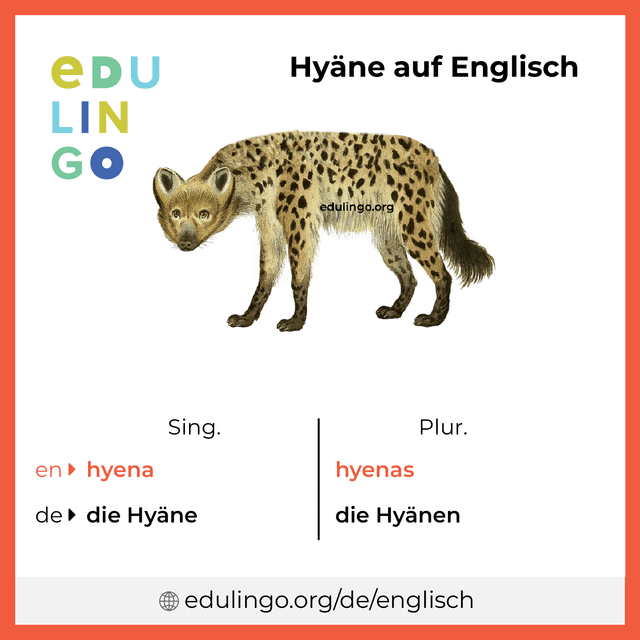 Hyäne auf Englisch Vokabelbild mit Singular und Plural zum Herunterladen und Ausdrucken