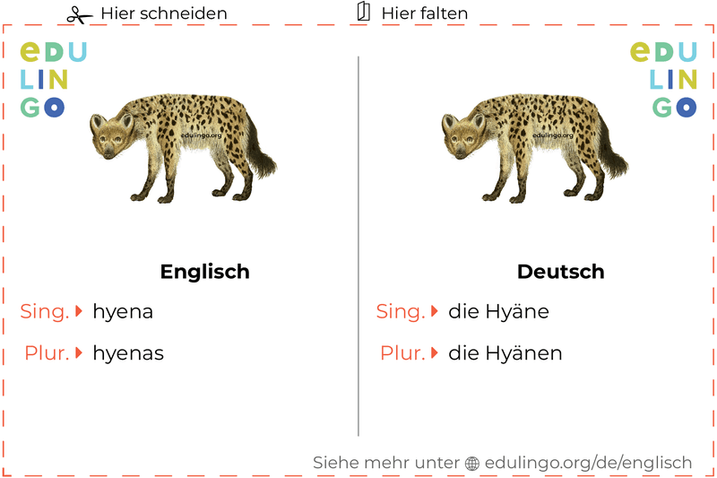 Hyäne auf Englisch Vokabelkartei zum Ausdrucken, Üben und Lernen