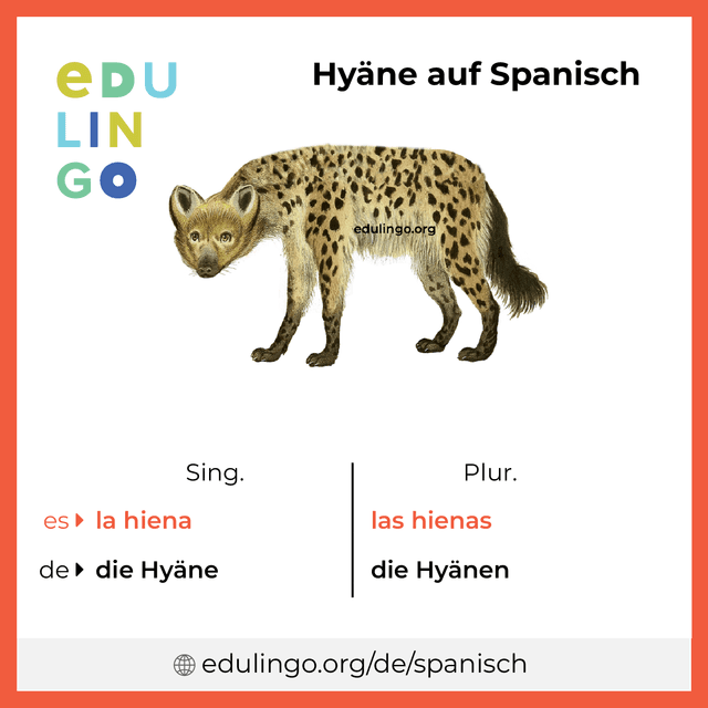 Hyäne auf Spanisch Vokabelbild mit Singular und Plural zum Herunterladen und Ausdrucken
