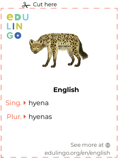 Hyena in English vocabulary flashcard for printing, practicing and learning