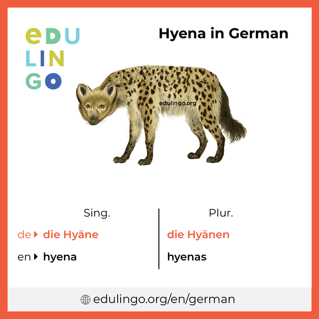 Hyena in German vocabulary picture with singular and plural for download and printing