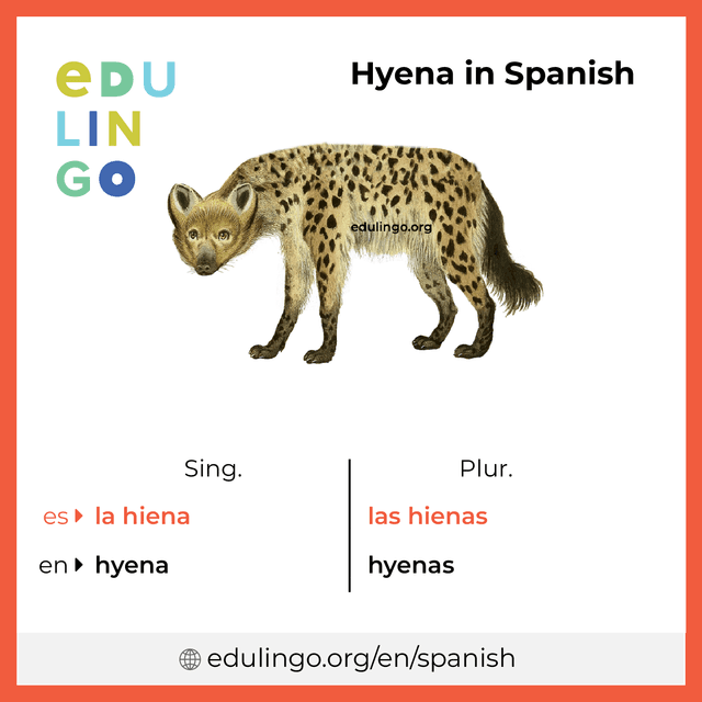 Hyena in Spanish vocabulary picture with singular and plural for download and printing