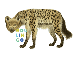 Thumbnail: Hyena in English