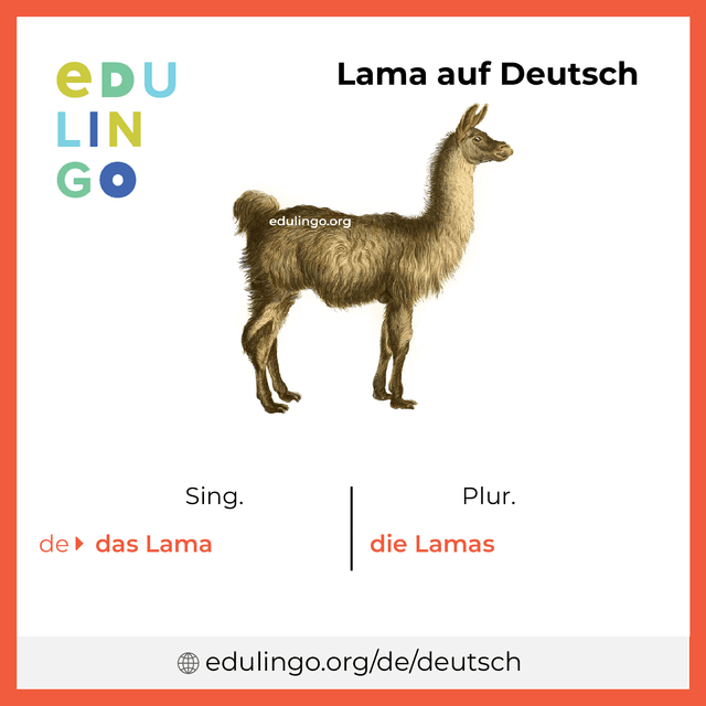 Lama auf Deutsch Vokabelbild mit Singular und Plural zum Herunterladen und Ausdrucken