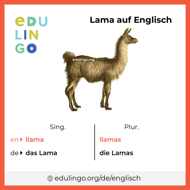 Lama auf Englisch Vokabelbild mit Singular und Plural zum Herunterladen und Ausdrucken