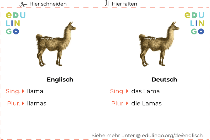 Lama auf Englisch Vokabelkartei zum Ausdrucken, Üben und Lernen