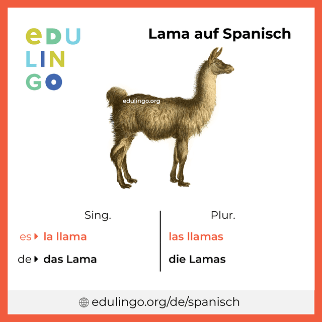 Lama auf Spanisch Vokabelbild mit Singular und Plural zum Herunterladen und Ausdrucken