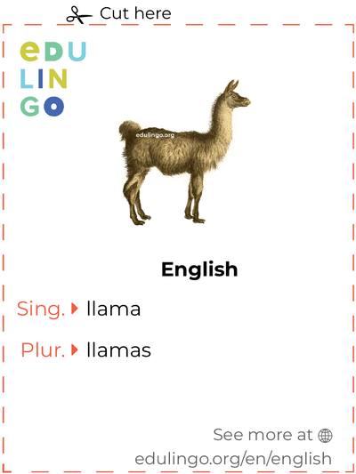 Llama in English vocabulary flashcard for printing, practicing and learning