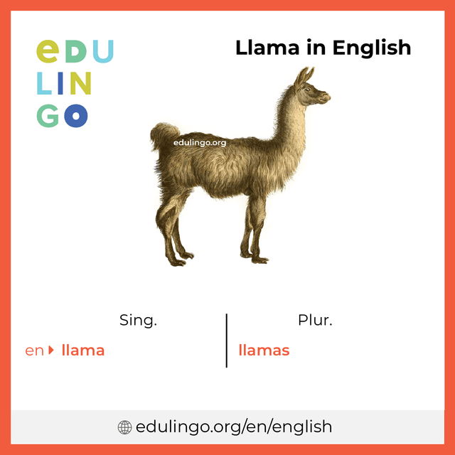 Llama in English • Writing and pronunciation (with pictures)