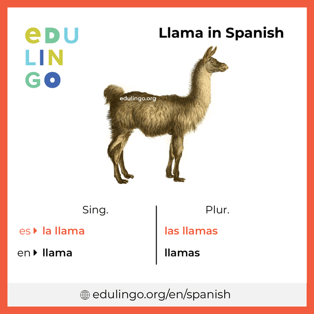 Llama in Spanish vocabulary picture with singular and plural for download and printing