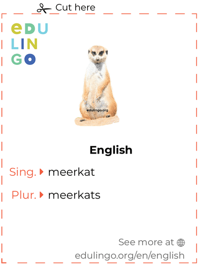 Meerkat in English vocabulary flashcard for printing, practicing and learning