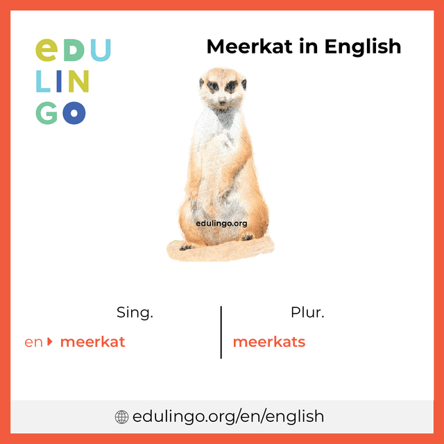 Meerkat in English vocabulary picture with singular and plural for download and printing