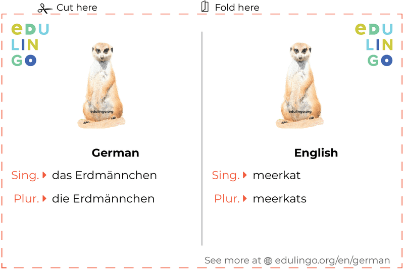 Meerkat in German vocabulary flashcard for printing, practicing and learning