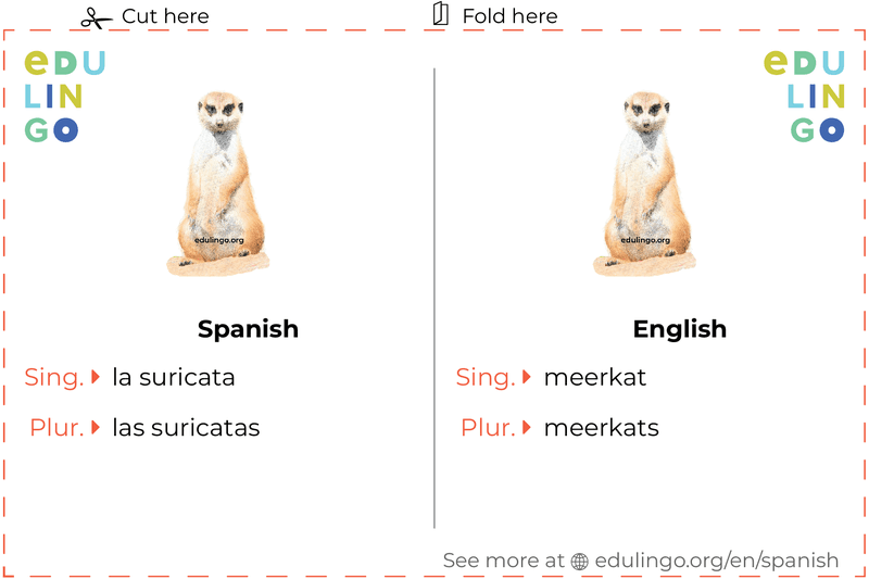 Meerkat in Spanish vocabulary flashcard for printing, practicing and learning