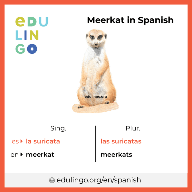 Meerkat in Spanish vocabulary picture with singular and plural for download and printing