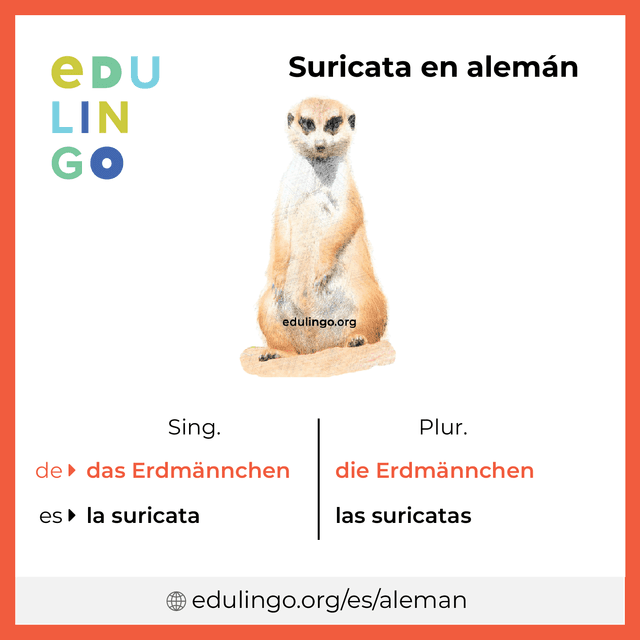 Imagen de vocabulario Suricata en alemán con singular y plural para descargar e imprimir