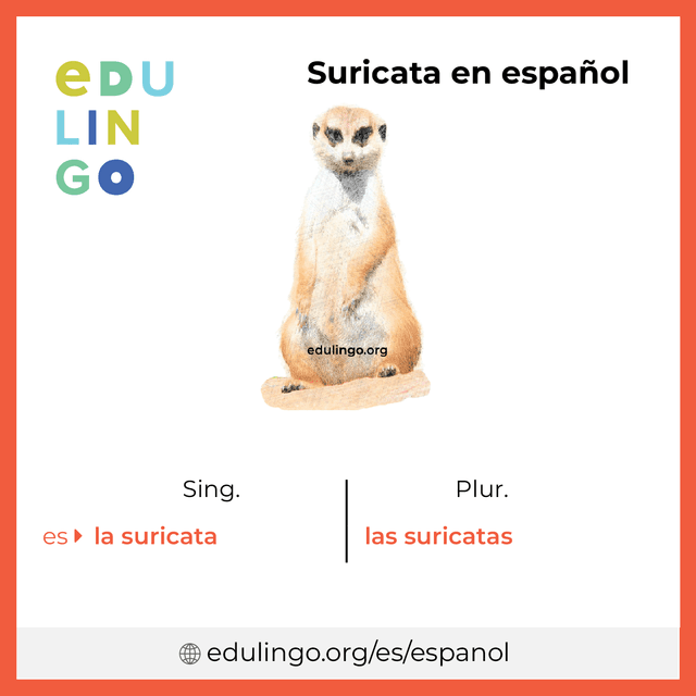 Imagen de vocabulario Suricata en español con singular y plural para descargar e imprimir