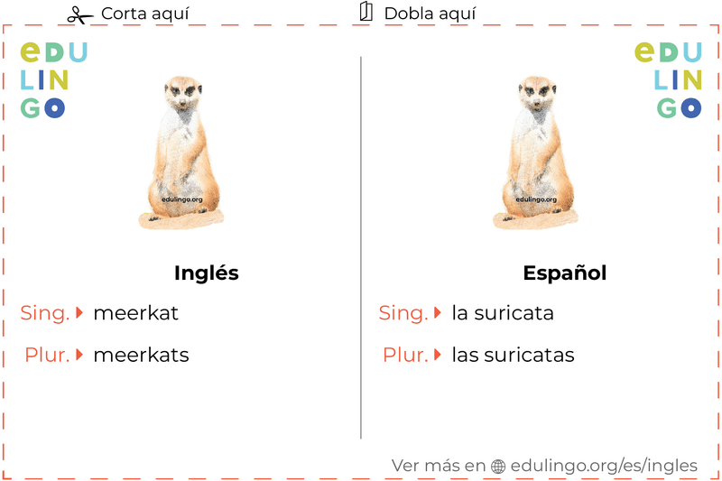 Ficha de Vocabulario Suricata en inglés para imprimir, practicar y aprender
