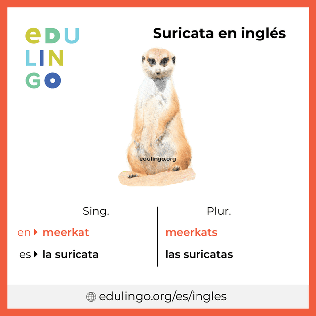 Imagen de vocabulario Suricata en inglés con singular y plural para descargar e imprimir