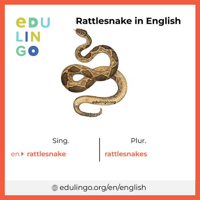 Rattlesnake in English vocabulary picture with singular and plural for download and printing