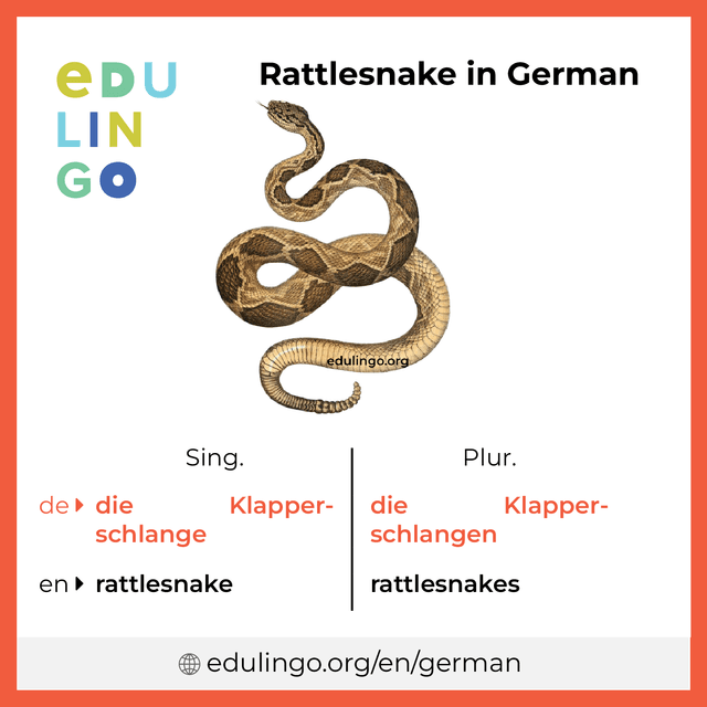 Rattlesnake in German vocabulary picture with singular and plural for download and printing