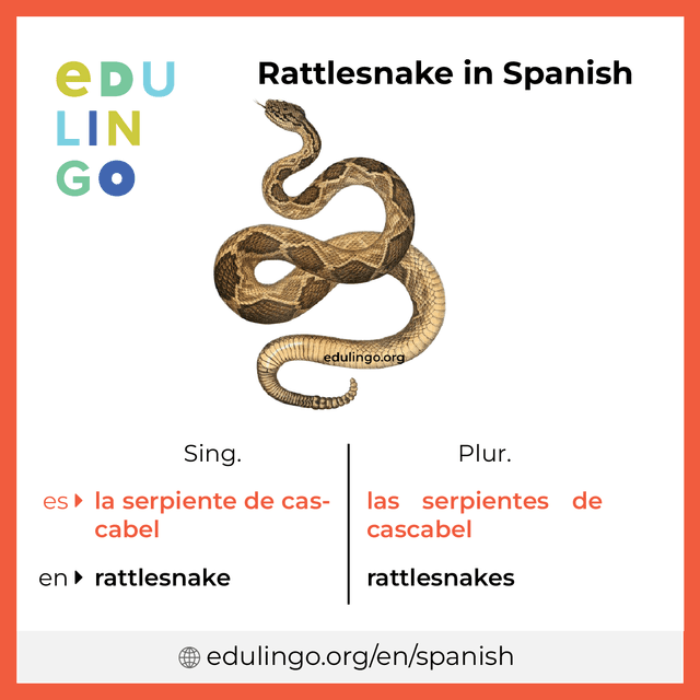 Rattlesnake in Spanish vocabulary picture with singular and plural for download and printing