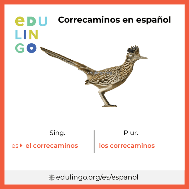 Imagen de vocabulario Correcaminos en español con singular y plural para descargar e imprimir