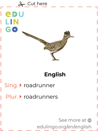 Roadrunner in English vocabulary flashcard for printing, practicing and learning