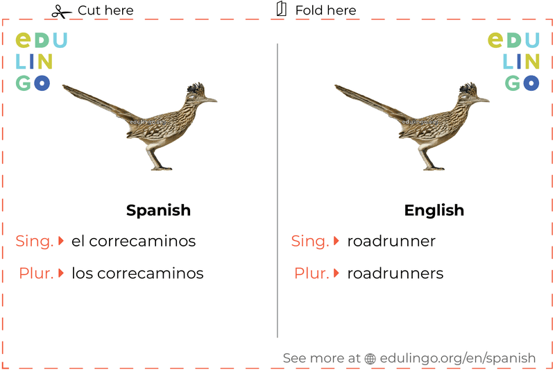 Roadrunner in Spanish vocabulary flashcard for printing, practicing and learning