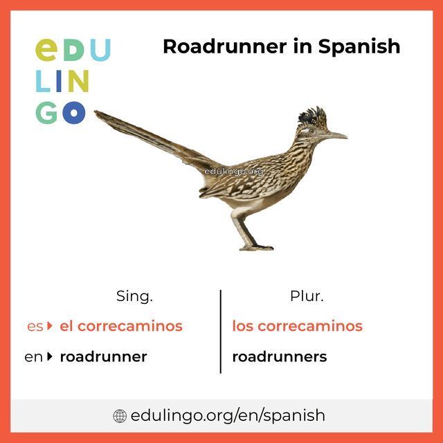 Roadrunner in Spanish vocabulary picture with singular and plural for download and printing