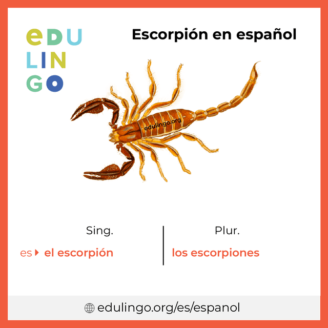 Imagen de vocabulario Escorpión en español con singular y plural para descargar e imprimir