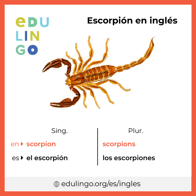 Imagen de vocabulario Escorpión en inglés con singular y plural para descargar e imprimir