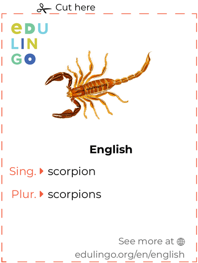 Scorpion in English vocabulary flashcard for printing, practicing and learning