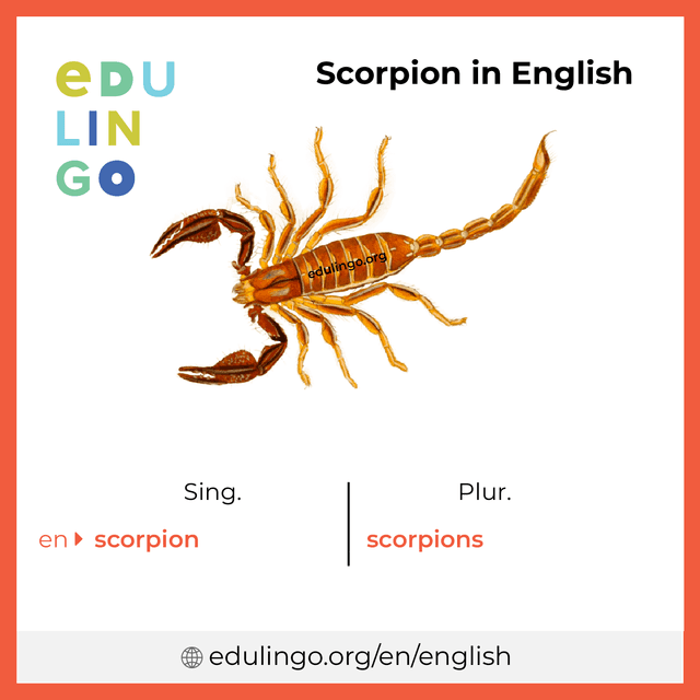 Scorpion in English vocabulary picture with singular and plural for download and printing