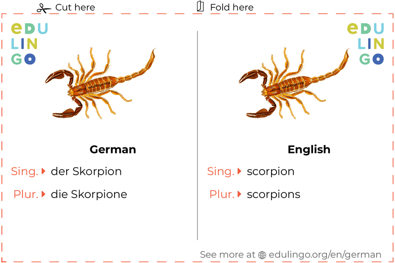 Scorpion in German vocabulary flashcard for printing, practicing and learning