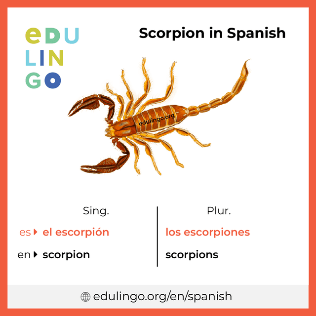 Scorpion in Spanish vocabulary picture with singular and plural for download and printing