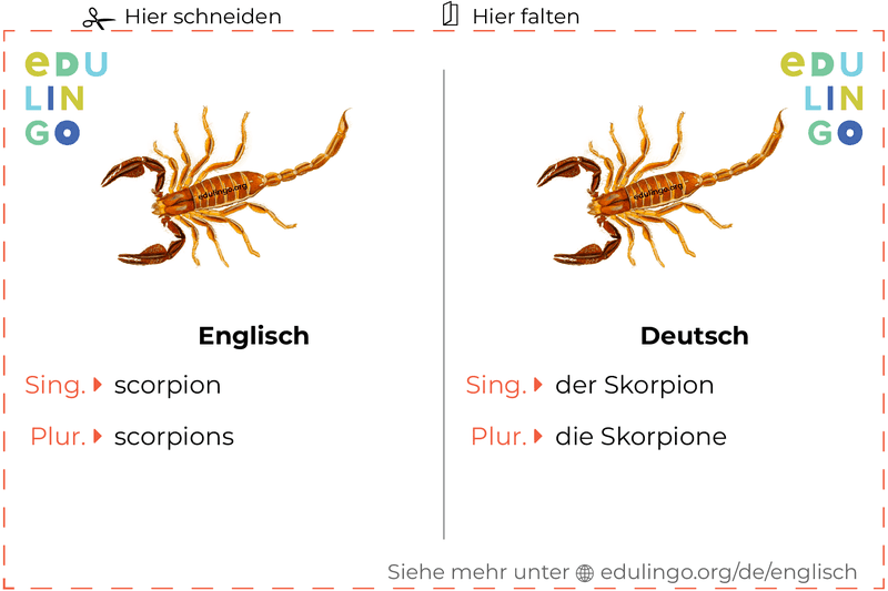 Skorpion auf Englisch Vokabelkartei zum Ausdrucken, Üben und Lernen