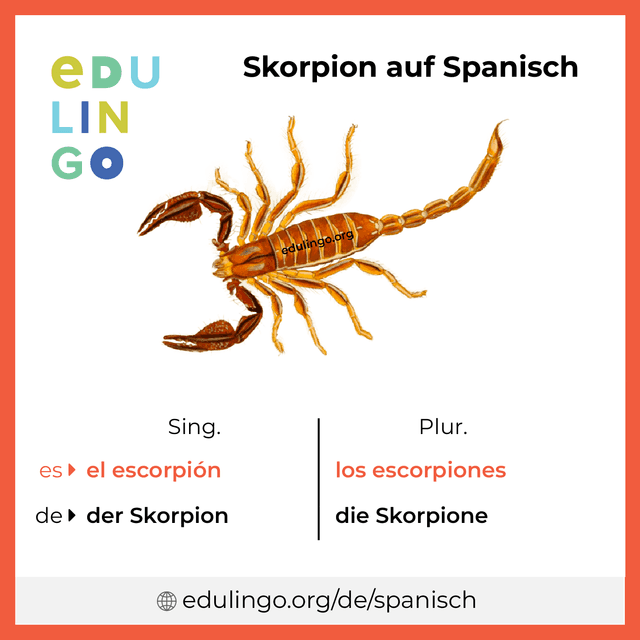 Skorpion auf Spanisch Vokabelbild mit Singular und Plural zum Herunterladen und Ausdrucken